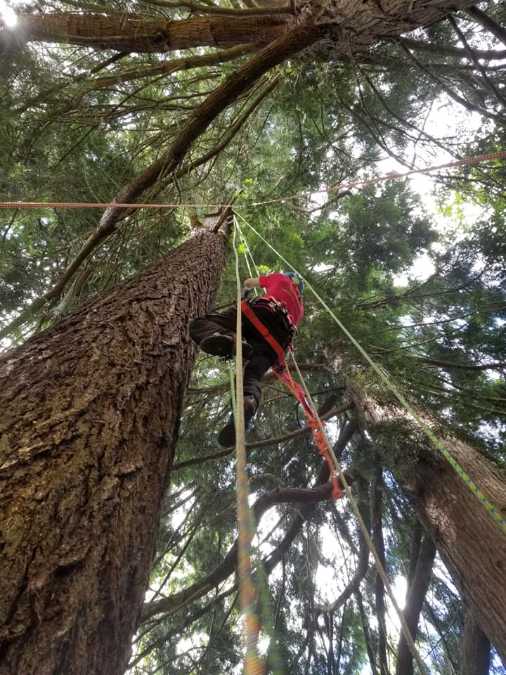 Canopy Solutions tree care