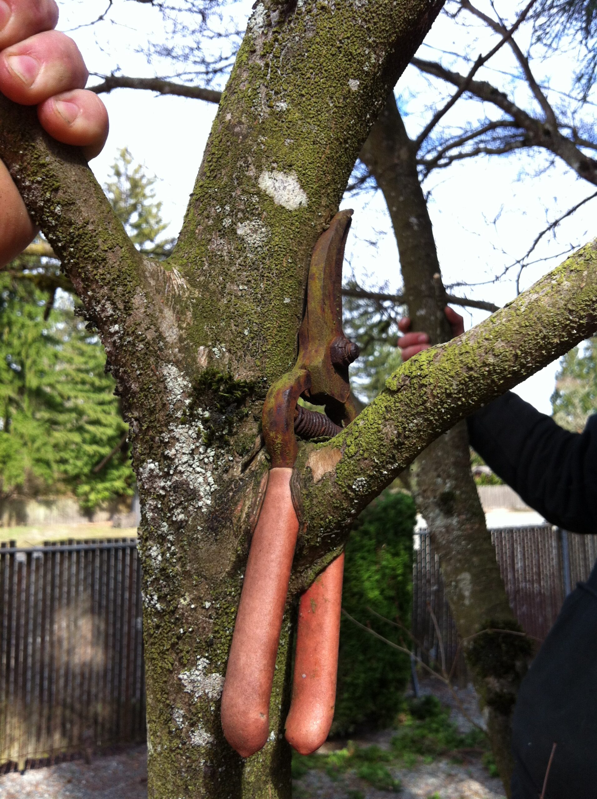 Tree Pruning