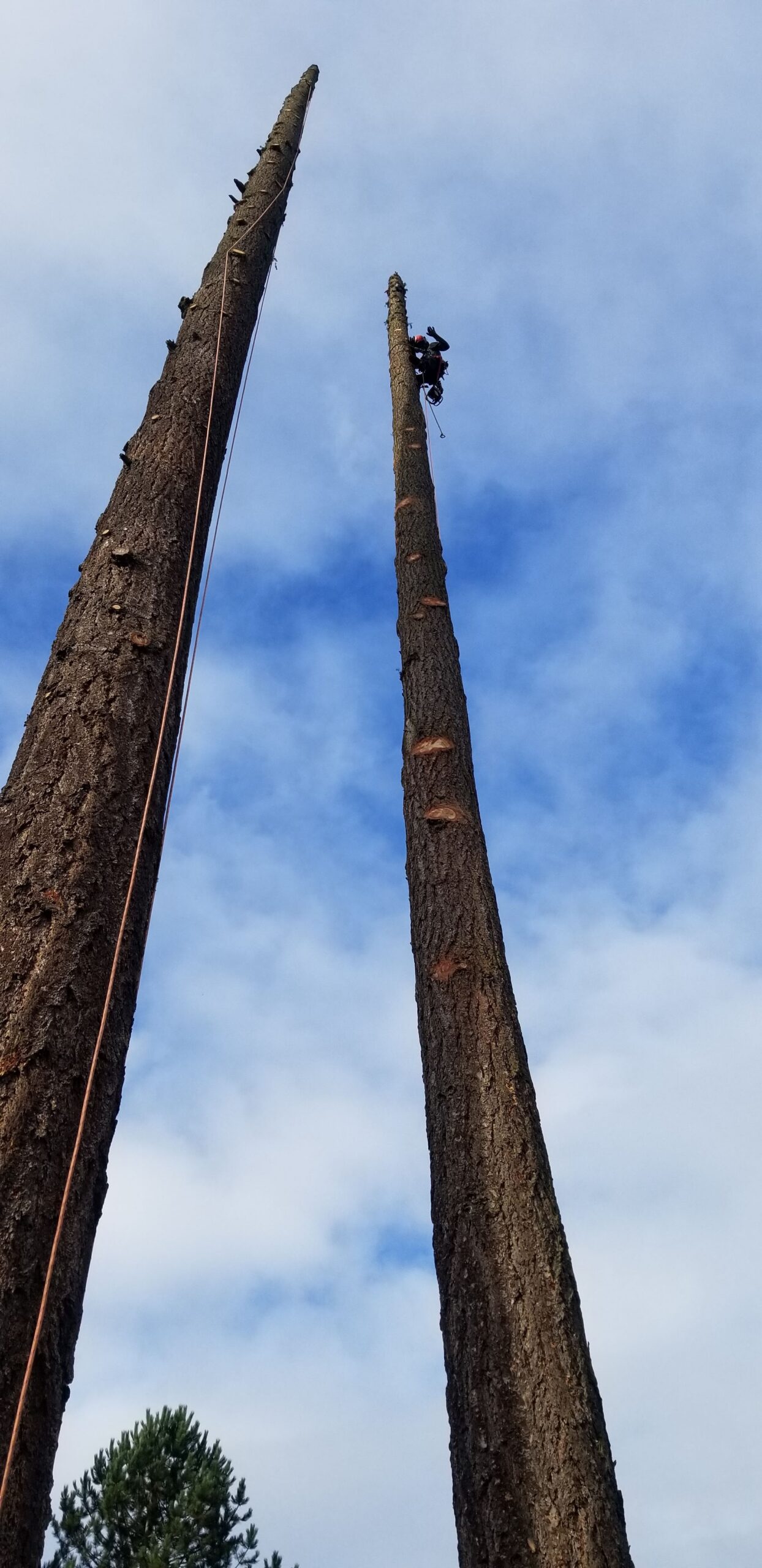 Professional tree care