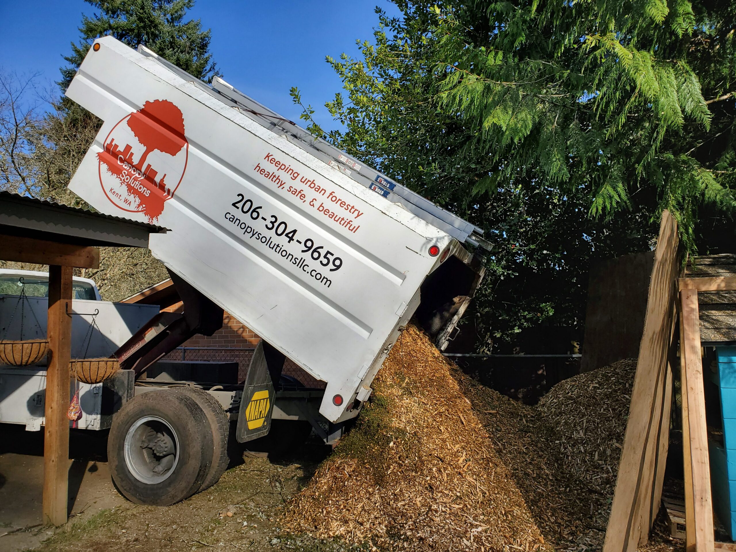 Tree care in action