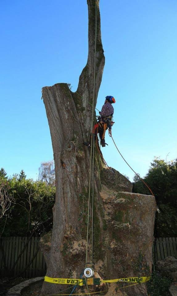 Canopy Solutions tree care