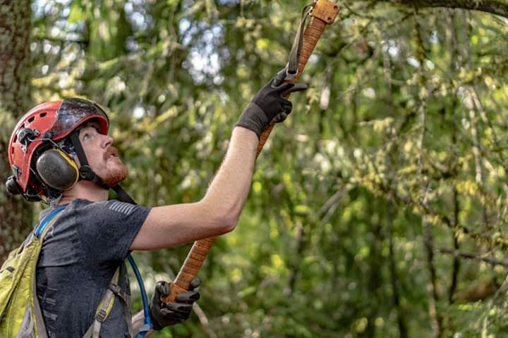 Tree care in action