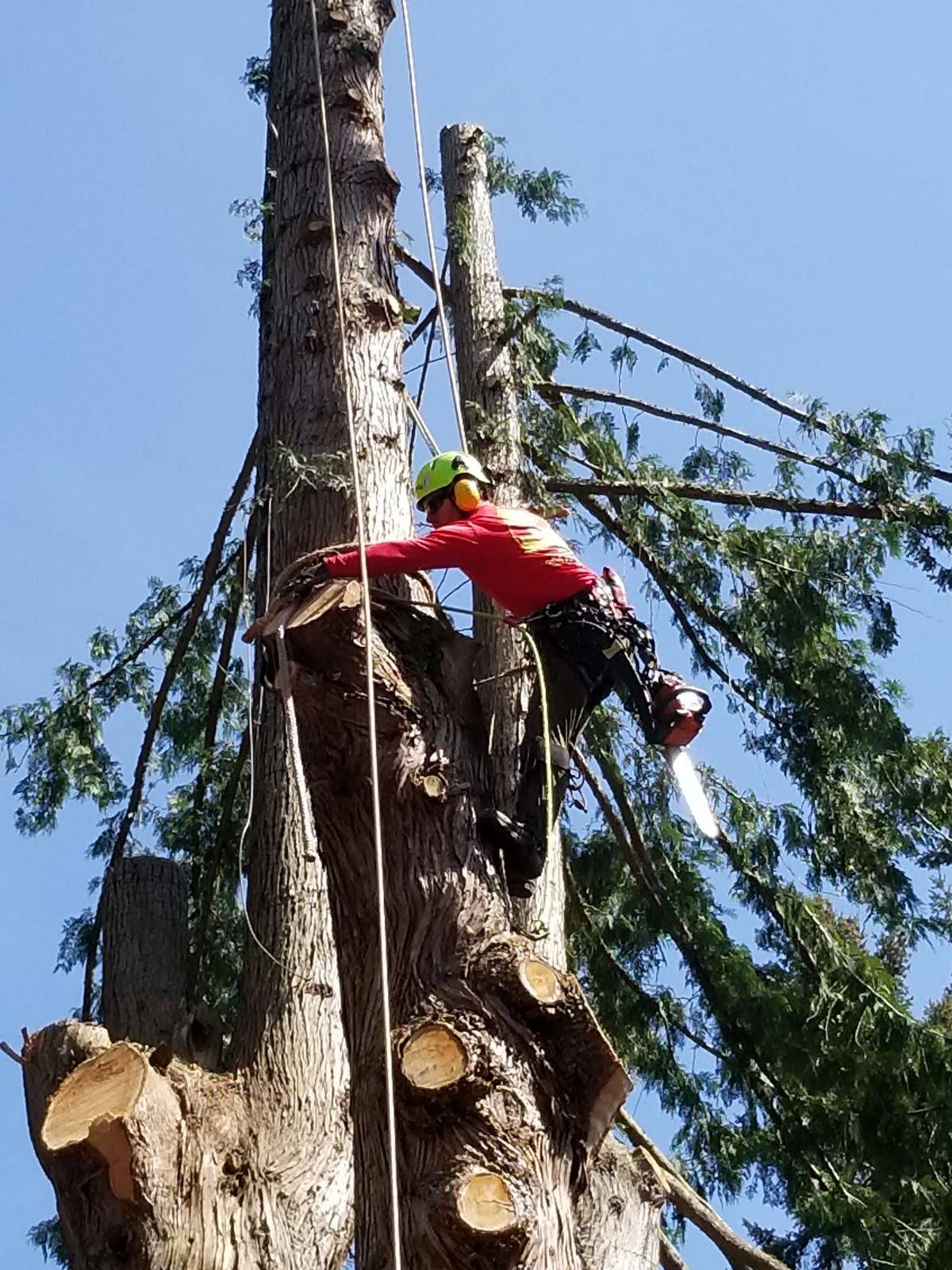 Canopy Solutions arborist work