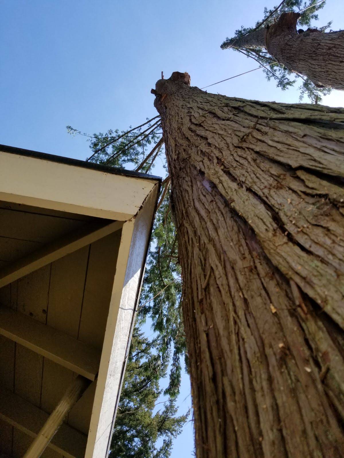 Canopy Solutions arborist work