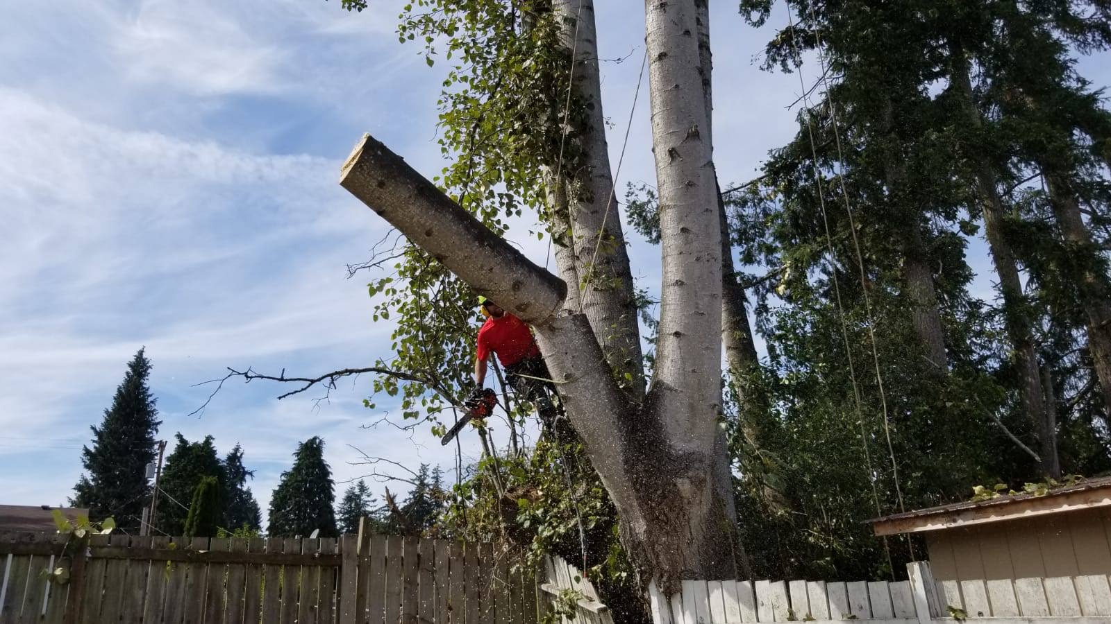 Canopy Solutions tree care