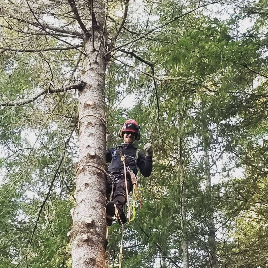 Canopy Solutions arborist