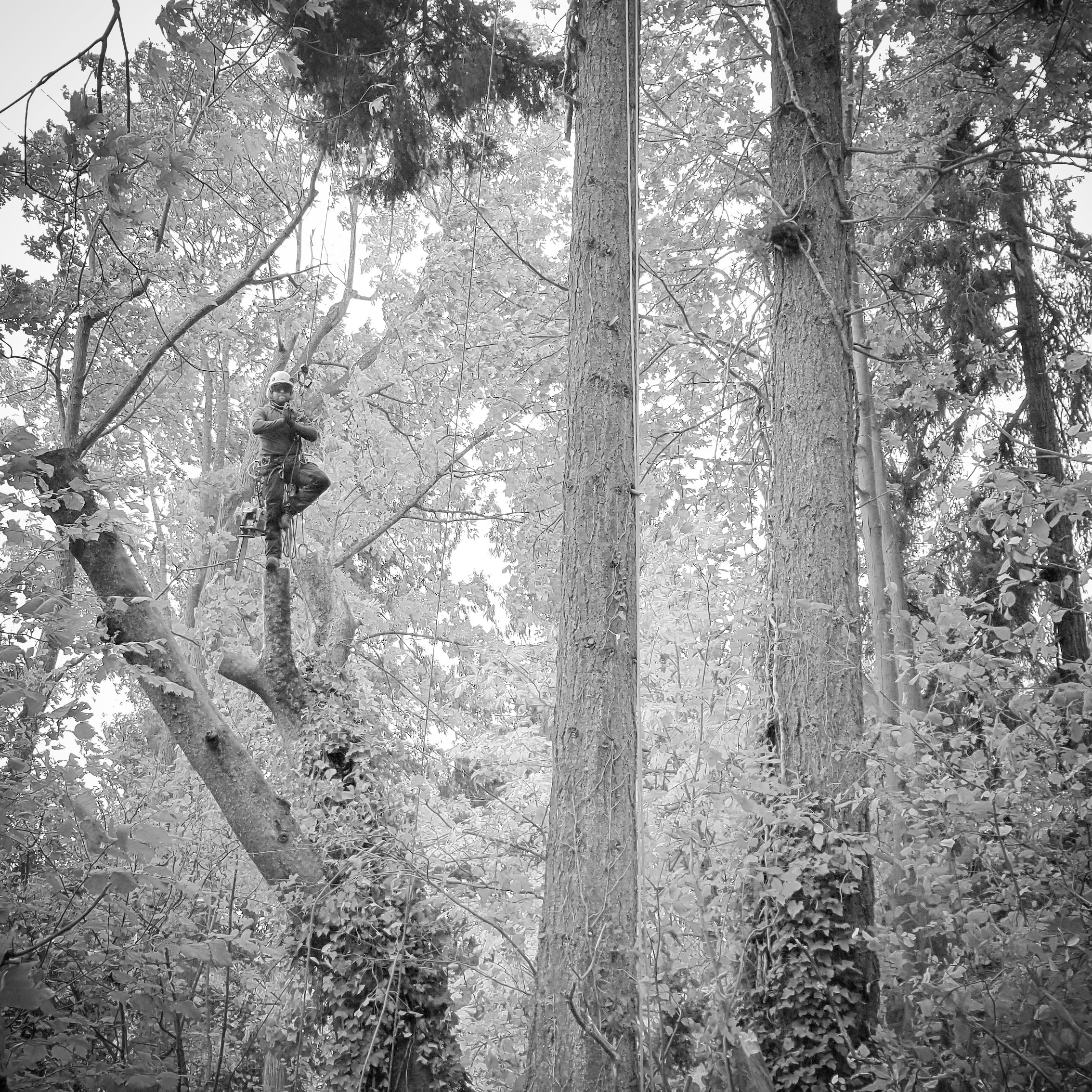 Canopy Solutions arborist