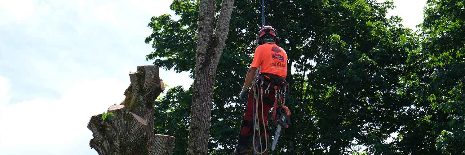 Tree Removal